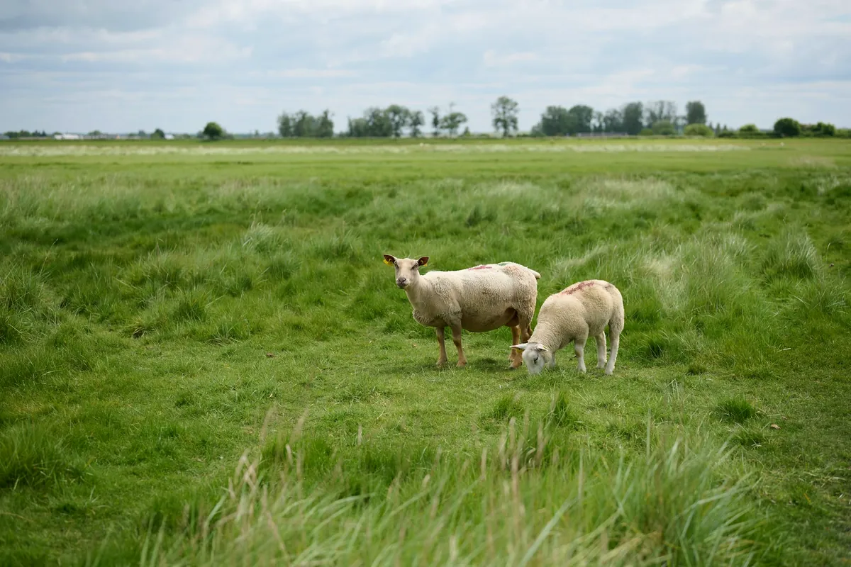 Deux moutons dans une prairie