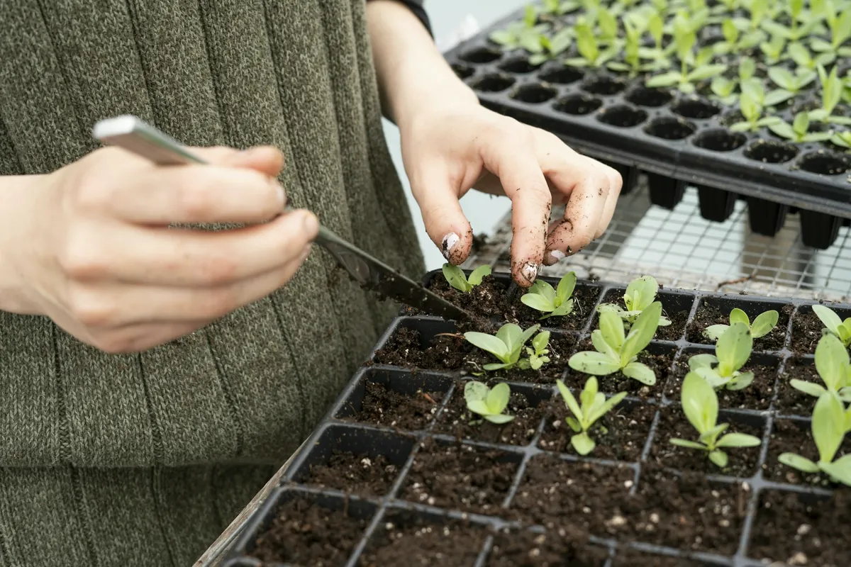 Mains repiquant de jeunes plants à la pince dans une caissette