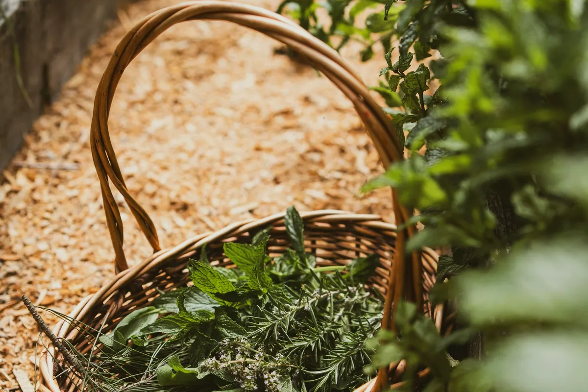 Panier d’herbes posé sur un lit de copeaux de bois