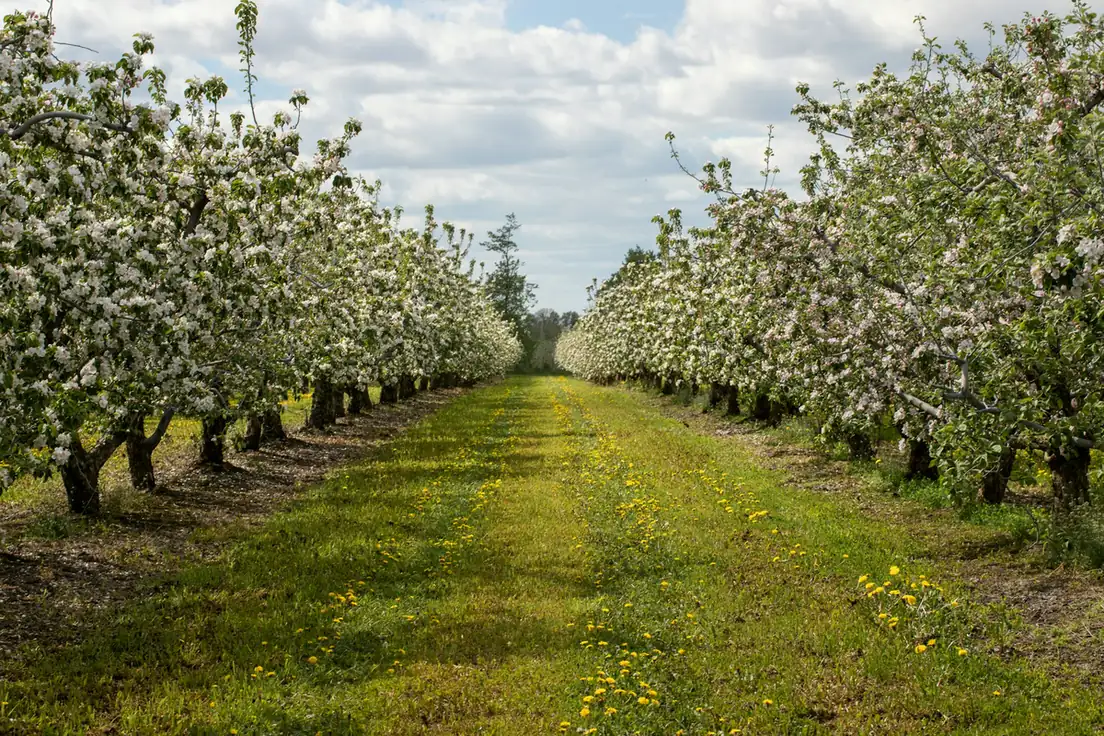 Allée herbeuse entre deux rangs d’arbres fruitiers en fleurs