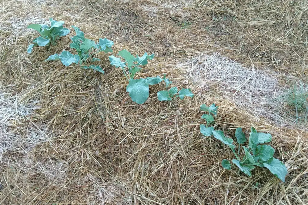 Jeunes choux plantés dans un épais paillis de paille