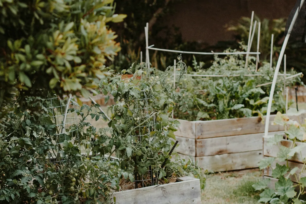 Bacs de culture en bois avec tuteurs, dans un jardin