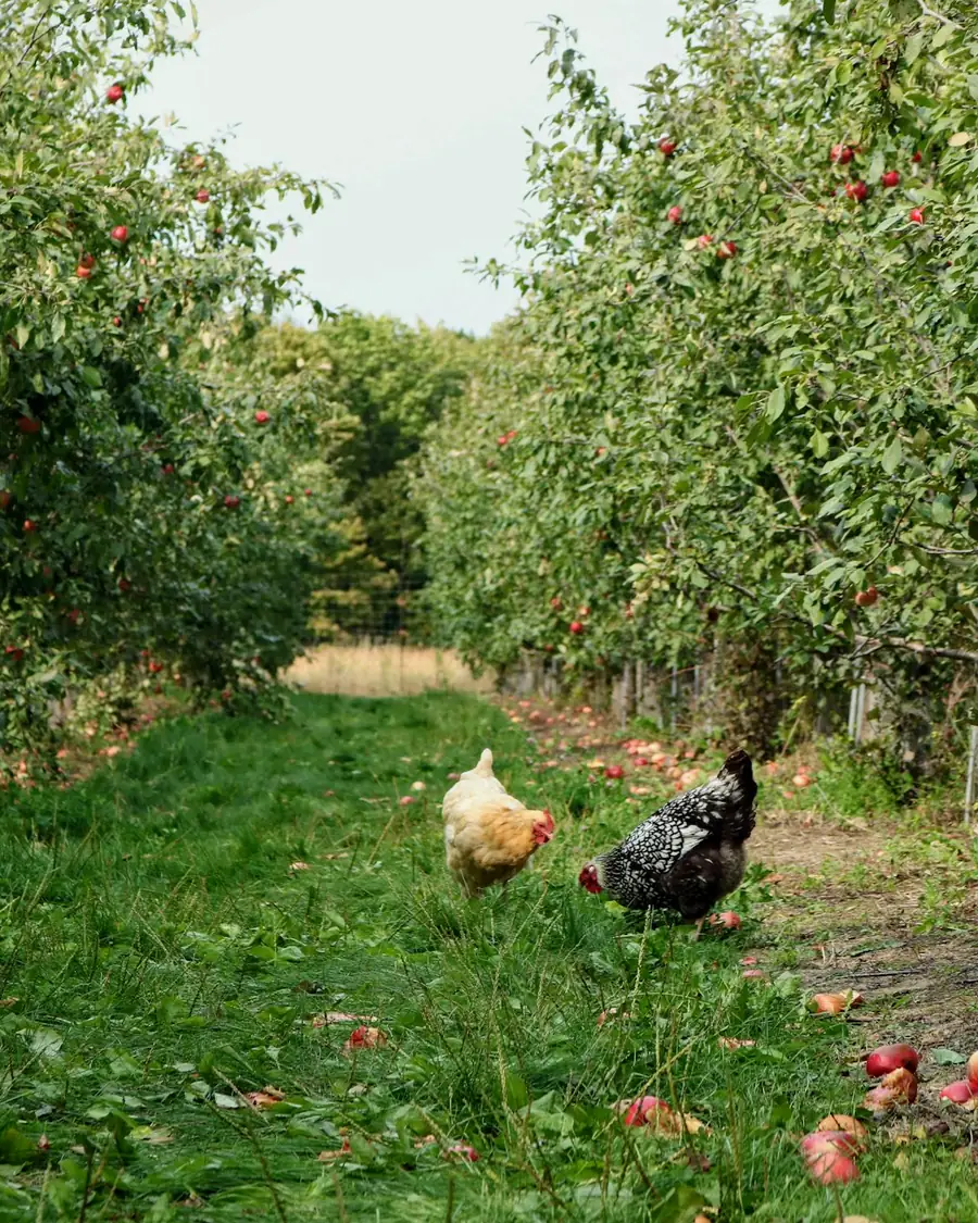 Poule dans l’herbe entre deux rangs de pommiers chargés de fruits