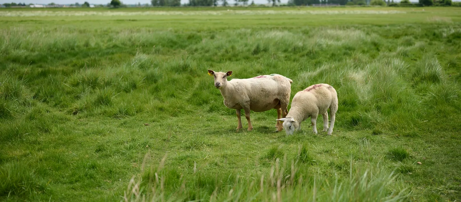 Deux moutons broutant dans une prairie haute