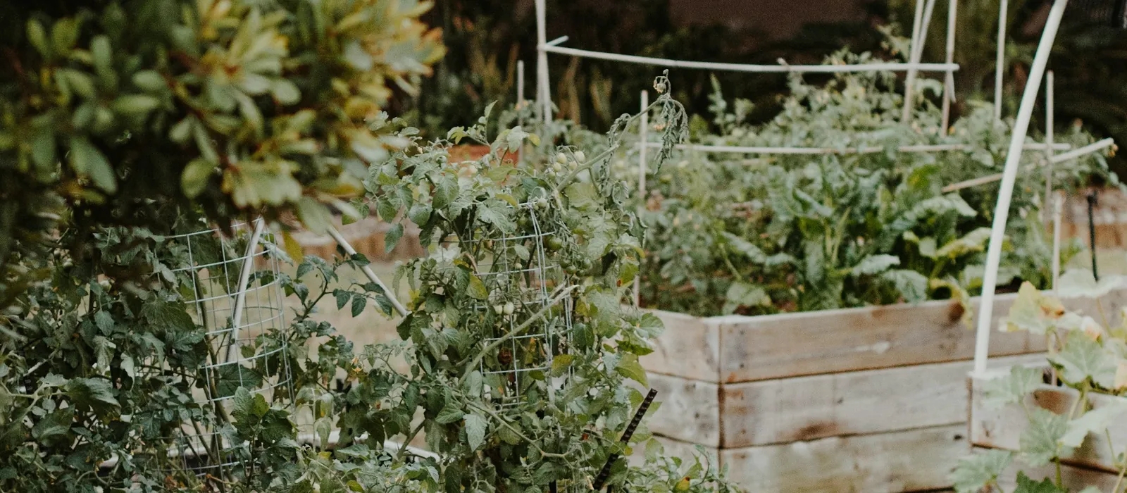 Bacs de culture surélevés en bois dans un jardin