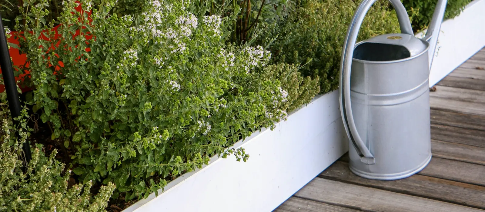 Aromatiques et fleurs de balcon en pleine lumière