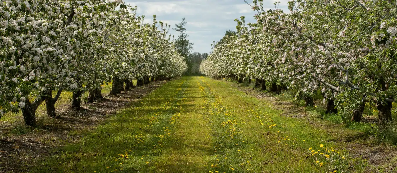 Allée enherbée entre deux rangs de pommiers en fleurs